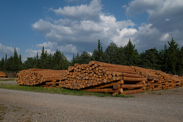 Felled trees stacked in the forest store © TAMER YILMAZ