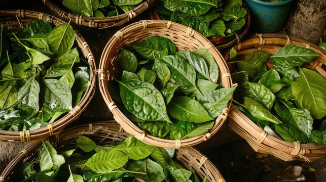 Genjer leaves are available for purchase in local markets