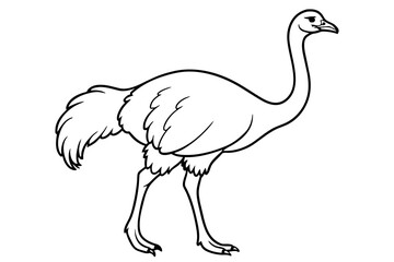 ostrich vector illustration