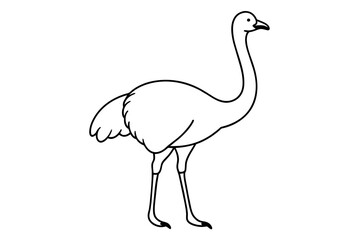 Fototapeta premium ostrich vector illustration