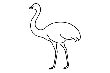 ostrich vector illustration