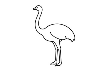 ostrich vector illustration