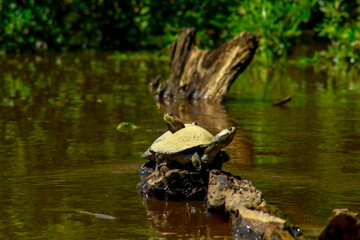 Tortugas acuáticas del Beni