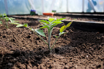 Young tomato seedling plant growing in soil in a greenhouse