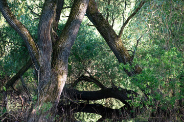 A calm forest landscape with intertwining tree trunks growing in the water and bright green foliage flooded with gentle sunlight