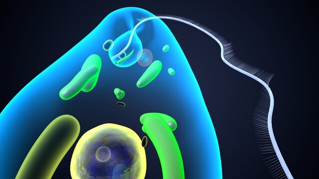 euglena reproduction anatomy. 3d render