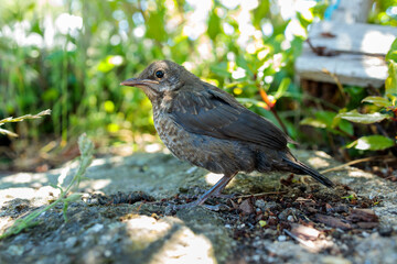 Curious Blackbird Chick Looking Around