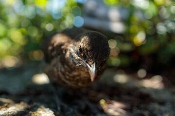 Curious Blackbird Chick Looking Around