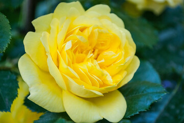 yellow rose in the garden