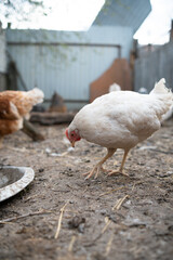 chickens walk in a pen in the village