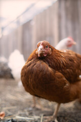 chickens walk in a pen in the village