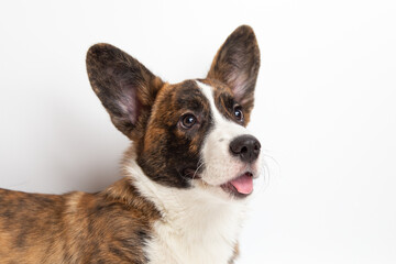 Welsh Corgi Cardigan cute fluffy dog puppy. funny happy animals on white background with copy space