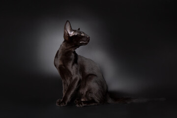 portrait of a cute black oriental cat looking at camera in front of dark black background. kitty studio shot with copy space