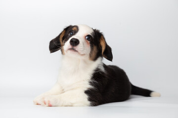 Welsh Corgi Cardigan cute fluffy dog puppy. funny happy animals on white background with copy space