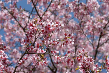 Obraz premium オカメ 桜の花