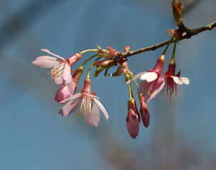 オカメ　桜の花