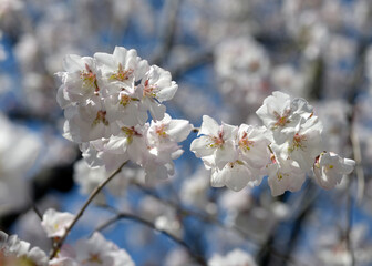 高岡越の彼岸　桜の花