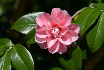 菱唐糸　 ツバキの花
