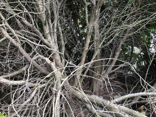 dry branches of a large bush
