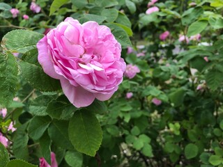 close-up blooming rosehip