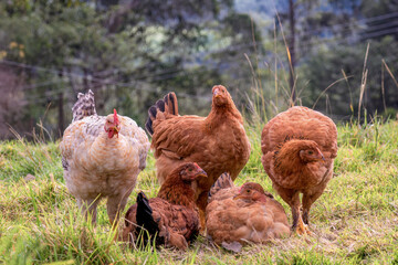 A group of free range chickens hanging out together in a cold morning, in the field of a farm in the eastern Andean mountains of central Colombia.