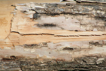 old wood texture