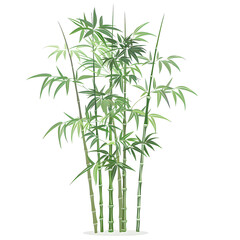 Fototapeta premium Vector illustration of a bamboo tree on a white background. Suitable for crafting and digital design projects.[A-0002]
