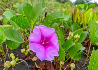 Beach Morning Glory Flower (Ipomoea pes-caprae). Close up detail of pink flower at beach.