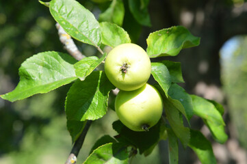 Branch with apples.