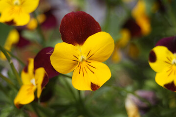 Yellow flowers, yellow pollen, flowers in America, wild flowers, flowers that bloom in summer in America