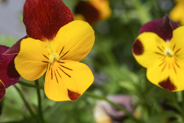 Yellow flowers, yellow pollen, flowers in America, wild flowers, flowers that bloom in summer in America