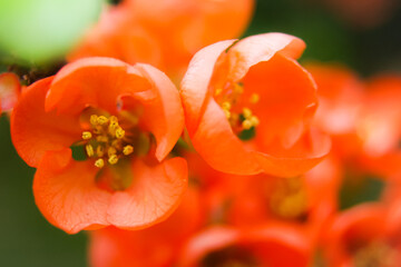Orange flowers, orange flower pollen, flowers in America, wild flowers, flowers that bloom in summer in America