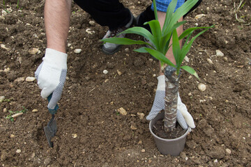 Image of a man with a hoe, a small spade with a yucca plant. Growing garden plants in the ground
