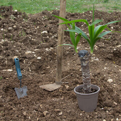 Image of a hoe a small spade and a yucca plant. Grafting and growing garden plants in soil
