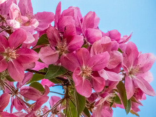 Thunderchild ornamental pink apple blossoms