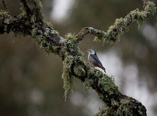 White breasted nuthatch in oak tree, California