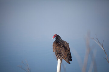 Turkey vulture, perched, isolated 