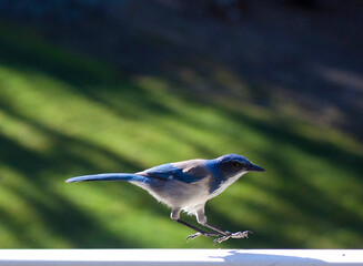 Western scrub jay hopping on a fenceline