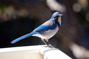 Western scrub jay looking