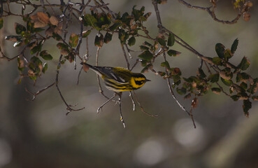 Townsend's warbler in oak tree, isolated