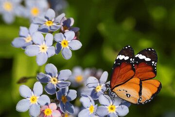 Beautiful butterfly on forget-me-not flower in garden, closeup