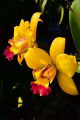 yellow orchid flower