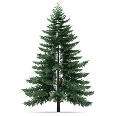 Fototapeta premium Vector illustration of a spruce tree on a white background. Suitable for crafting and digital design projects.[A-0004]