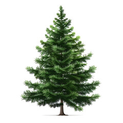 Vector illustration of a spruce tree on a white background. Suitable for crafting and digital design projects.[A-0001]