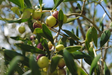 Arbequina olives in different maturation stages on  tree