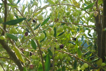 Green and ripe koroneiki olives on tree