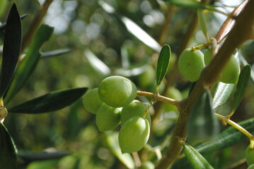 Green koroneiki olives on olive tree