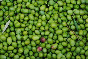 Fresh olives 