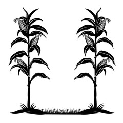 corn plant vector 