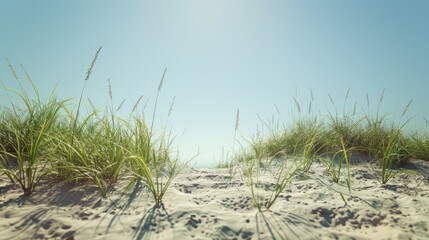 View from the base of a sand hill under a clear sky with tall grass